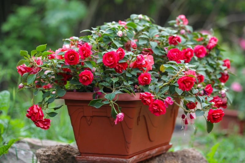赤いインパチェンスの花がプランターに咲いている。