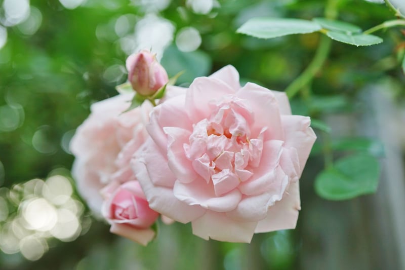 パールピンクの花と、優雅な香りが魅力の「ニュードーン」