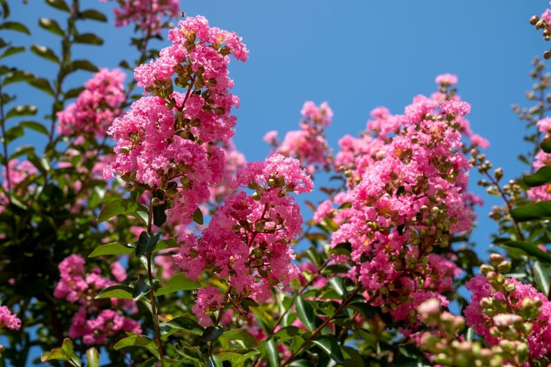 ピンクの花を咲かせている、サルスベリ