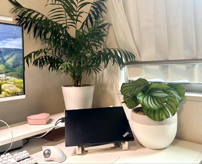 在宅勤務を行う筆者のデスク。テーブルヤシとカラテア・オルビフォリアの鉢植えを飾っています