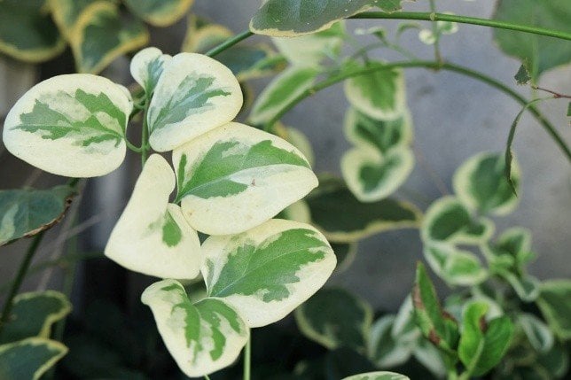 斑入りの葉と、春に咲く青紫の花が上品な「ツルニチニチソウ」