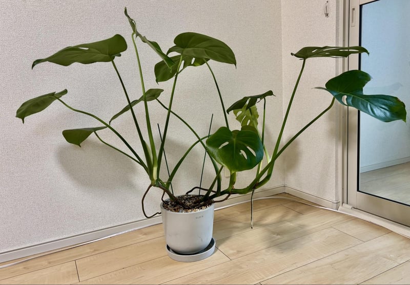 昨年100円ショップで購入した「モンステラ」。今では横幅は1メートル近くにまで成長しています。