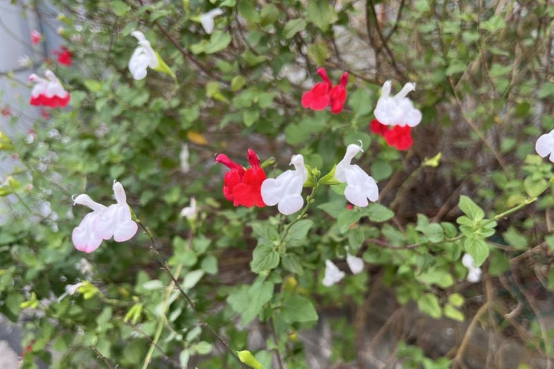 赤と白の複色花を咲かせている、チェリーセージ