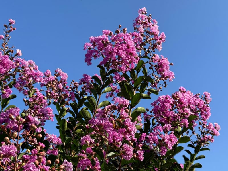 フリル状の花がかわいらしい「サルスベリ」