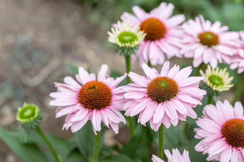ユニークな花姿が目を引き、品種豊富な「エキナセア」