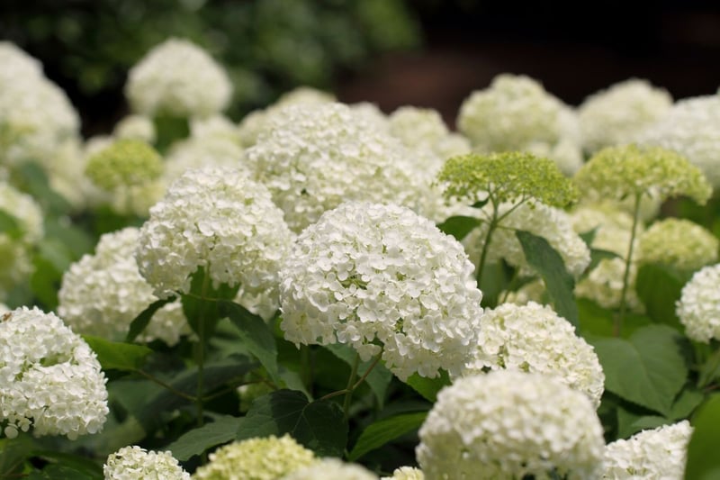 大きな手まり状の花が美しい「アナベル」