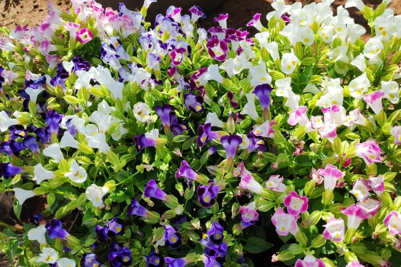 トレニアの花。色は青、ピンク、白。
