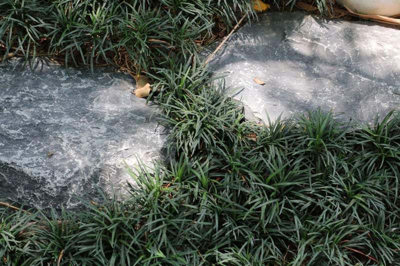 タマリュウ