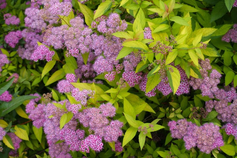 初夏に可憐なピンクの花を咲かせる「シモツケ」