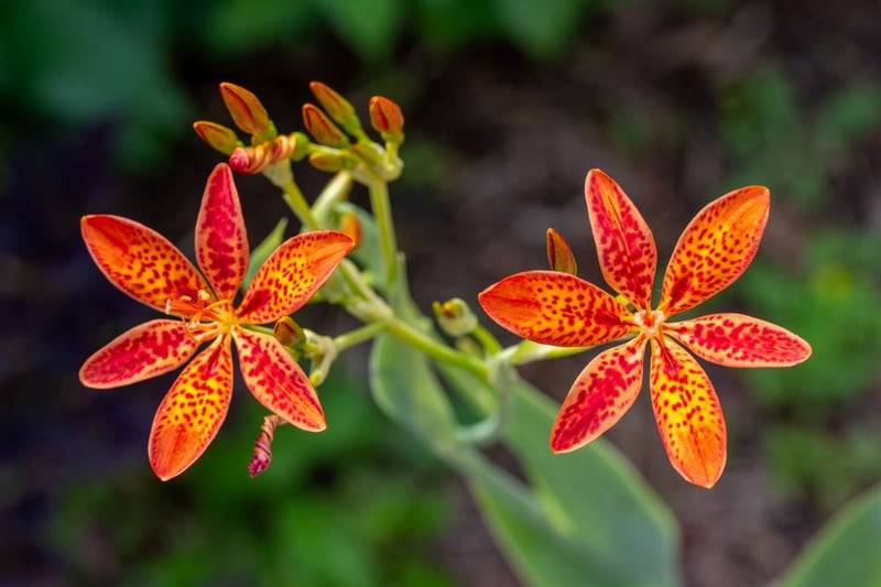 オレンジの斑点が入った花が魅力的な「ヒオウギ」