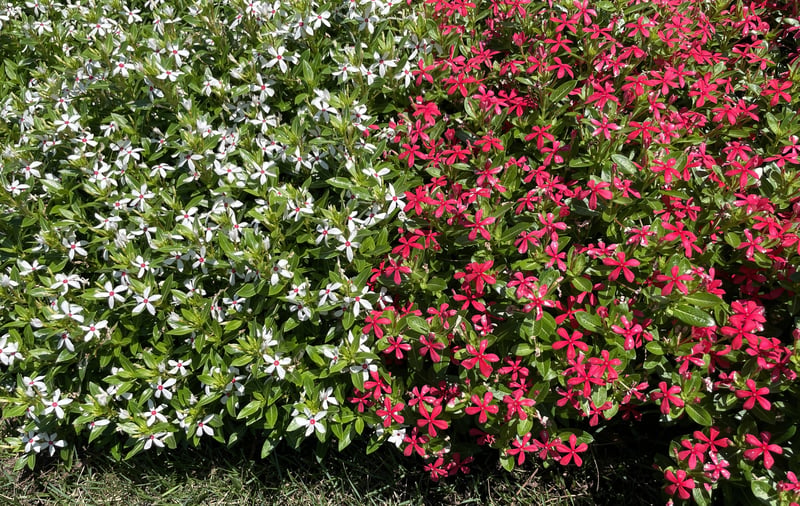 ニチニチソウの中でもフェアリースターは、基本「花がら摘み」は不要とのこと