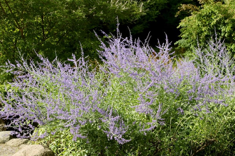 ふわっと広がる花穂が優雅な「ロシアンセージ」