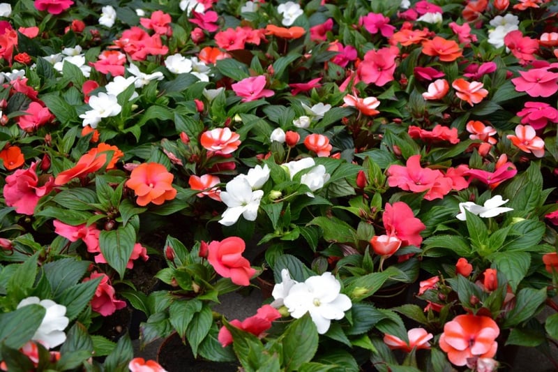 インパチェンスの花。色は白、赤、ピンク
