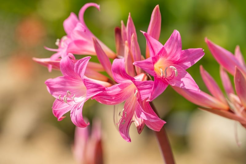 ピンクや白の大きな花が気品あふれる「ベラドンナリリー」