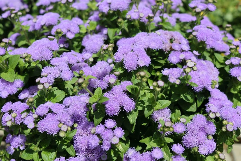ふわふわした花姿が涼やかな「アゲラタム」
