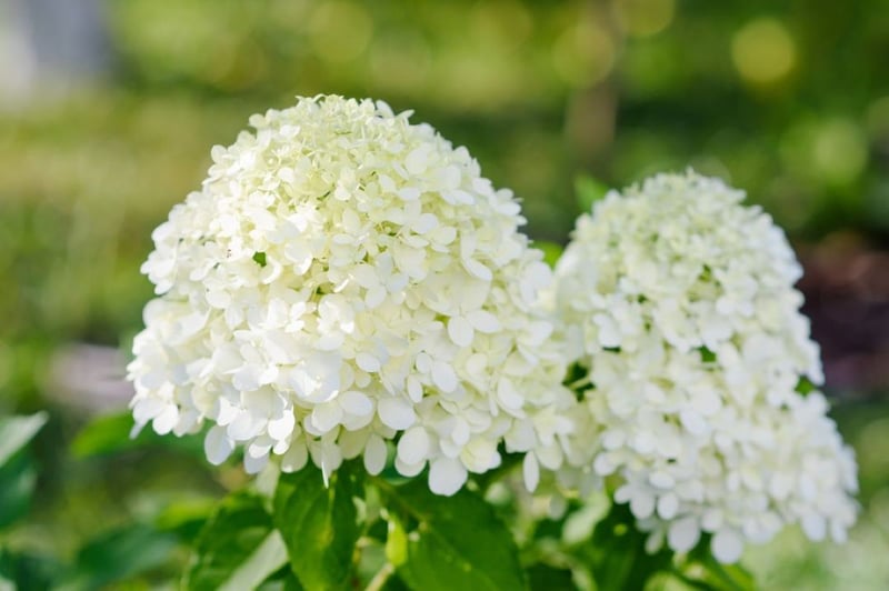 白い花を咲かせている、ノリウツギ