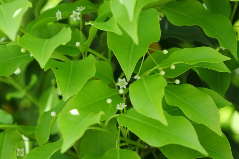 白い小花を咲かせているソヨゴ