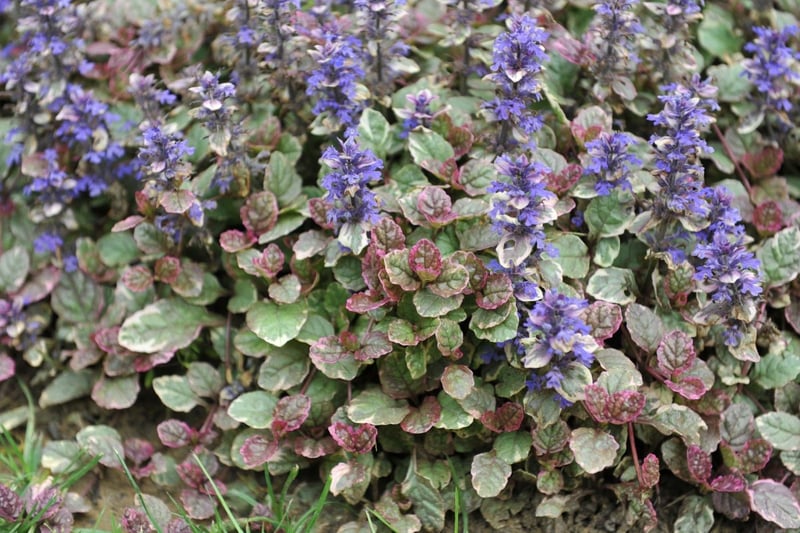 濃い青色の花を咲かせているアジュガ。葉は斑入り